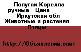 Попугаи Корелла ручные › Цена ­ 4 000 - Иркутская обл. Животные и растения » Птицы   